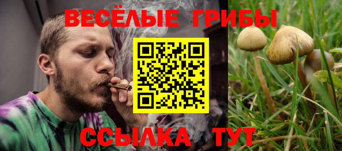 Галлюциногенные грибы Cubensis  Псилоцибиновые грибы мицелий  Балашиха  Вход с VPN 